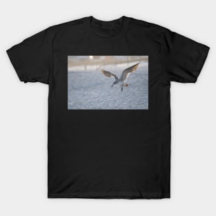 young seagull T-Shirt